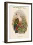 Carpophaga Rubricera - New Ireland Fruit-Pigeon - Dove-John Gould-Framed Art Print
