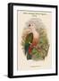 Carpophaga Rubricera - New Ireland Fruit-Pigeon - Dove-John Gould-Framed Art Print