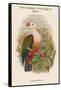 Carpophaga Rubricera - New Ireland Fruit-Pigeon - Dove-John Gould-Framed Stretched Canvas