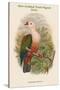 Carpophaga Rubricera - New Ireland Fruit-Pigeon - Dove-John Gould-Stretched Canvas