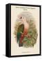 Carpophaga Rubricera - New Ireland Fruit-Pigeon - Dove-John Gould-Framed Stretched Canvas