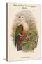 Carpophaga Rubricera - New Ireland Fruit-Pigeon - Dove-John Gould-Stretched Canvas
