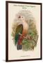 Carpophaga Rubricera - New Ireland Fruit-Pigeon - Dove-John Gould-Framed Art Print