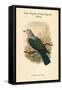 Carpophaga Van-Wyckii - Van Wyck's Fruit-Pigeon - Dove-John Gould-Framed Stretched Canvas