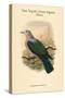 Carpophaga Van-Wyckii - Van Wyck's Fruit-Pigeon - Dove-John Gould-Stretched Canvas