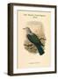 Carpophaga Van-Wyckii - Van Wyck's Fruit-Pigeon - Dove-John Gould-Framed Art Print