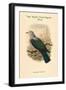 Carpophaga Van-Wyckii - Van Wyck's Fruit-Pigeon - Dove-John Gould-Framed Art Print