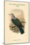 Carpophaga Van-Wyckii - Van Wyck's Fruit-Pigeon - Dove-John Gould-Mounted Art Print