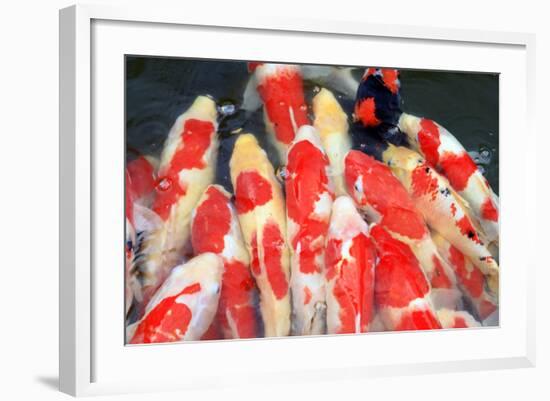 Carps Crowd-RazvanPhotography-Framed Photographic Print