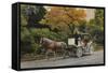 Carriage at Central Park-John Zaccheo-Framed Stretched Canvas