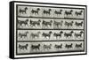 Carriage Driving, Plate 613 from 'Animal Locomotion', 1887-Eadweard Muybridge-Framed Stretched Canvas