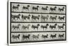 Carriage Driving, Plate 613 from 'Animal Locomotion', 1887-Eadweard Muybridge-Stretched Canvas
