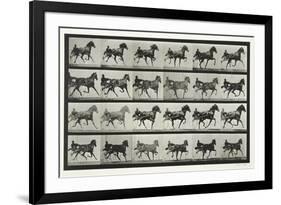 Carriage Driving, Plate 613 from 'Animal Locomotion', 1887-Eadweard Muybridge-Framed Giclee Print