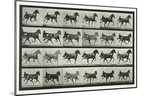 Carriage Driving, Plate 613 from 'Animal Locomotion', 1887-Eadweard Muybridge-Mounted Giclee Print