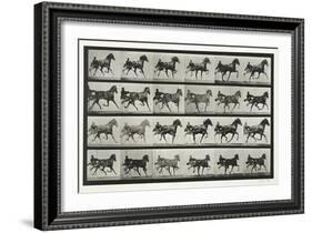 Carriage Driving, Plate 613 from 'Animal Locomotion', 1887-Eadweard Muybridge-Framed Giclee Print