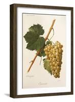 Carricante Grape by a Kreyder-null-Framed Giclee Print