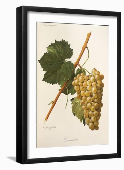 Carricante Grape by a Kreyder-null-Framed Giclee Print