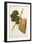 Carricante Grape by a Kreyder-null-Framed Giclee Print