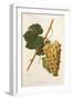 Carricante Grape by a Kreyder-null-Framed Giclee Print