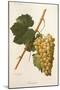 Carricante Grape by a Kreyder-null-Mounted Giclee Print