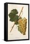 Carricante Grape by a Kreyder-null-Framed Stretched Canvas