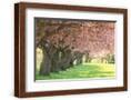 Chelsea Espresso