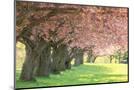 Wood Mount