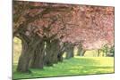 Wood Mount