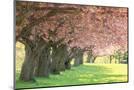 Wood Mount