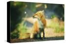 Stretched Canvas