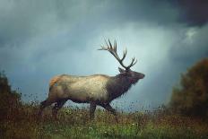 The Elk-Carrie Ann Grippo-Pike-Photographic Print