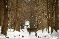 Peek A Boo-Carrie Ann Grippo-Pike-Photographic Print