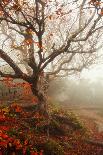 Autumn's Rainbow-Carrie Ann Grippo-Pike-Photographic Print