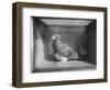 Carrier Pigeon Used in an Experiment-null-Framed Photographic Print