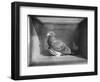 Carrier Pigeon Used in an Experiment-null-Framed Photographic Print