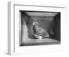 Carrier Pigeon Used in an Experiment-null-Framed Photographic Print