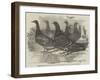 Carrier Pigeons for the Renewed Branch Expedition in Search of Sir John Franklin-null-Framed Giclee Print