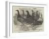 Carrier Pigeons for the Renewed Branch Expedition in Search of Sir John Franklin-null-Framed Giclee Print