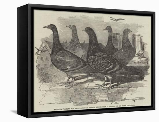 Carrier Pigeons for the Renewed Branch Expedition in Search of Sir John Franklin-null-Framed Stretched Canvas