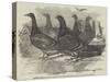 Carrier Pigeons for the Renewed Branch Expedition in Search of Sir John Franklin-null-Stretched Canvas