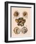 Carrier Shell-G.b. Sowerby-Framed Giclee Print