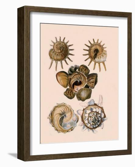 Carrier Shell-G.b. Sowerby-Framed Giclee Print