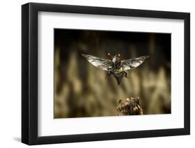 Carrion Beetle (Nicrophorus Carolinensis) In Flight With Parasitic Mites Living On Exoskeleton-Michael Durham-Framed Photographic Print