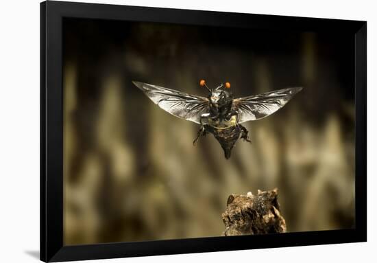 Carrion Beetle (Nicrophorus Carolinensis) In Flight With Parasitic Mites Living On Exoskeleton-Michael Durham-Framed Premium Photographic Print