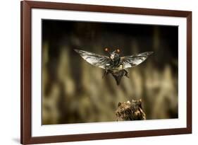 Carrion Beetle (Nicrophorus Carolinensis) In Flight With Parasitic Mites Living On Exoskeleton-Michael Durham-Framed Photographic Print