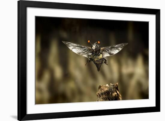 Carrion Beetle (Nicrophorus Carolinensis) In Flight With Parasitic Mites Living On Exoskeleton-Michael Durham-Framed Photographic Print