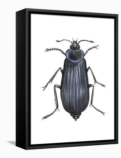 Carrion Beetle (Silpha Ramosa), Insects-Encyclopaedia Britannica-Framed Stretched Canvas