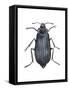 Carrion Beetle (Silpha Ramosa), Insects-Encyclopaedia Britannica-Framed Stretched Canvas