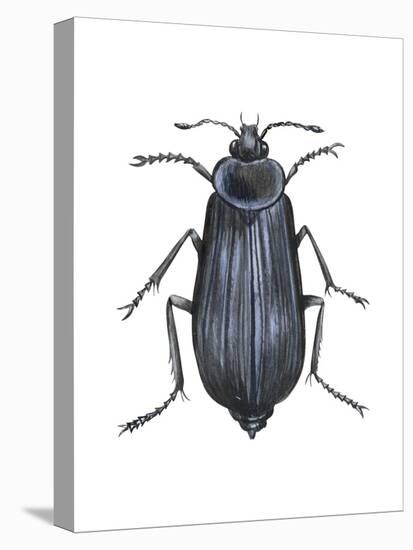 Carrion Beetle (Silpha Ramosa), Insects-Encyclopaedia Britannica-Stretched Canvas