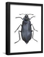 Carrion Beetle (Silpha Ramosa), Insects-Encyclopaedia Britannica-Framed Poster